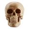 7" Grinning Highly Realistic Replica Human Skull Statue Home Décor